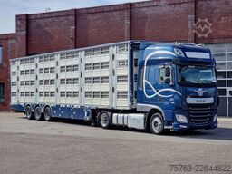 Transport de bovine Pezzaioli + Daf XF - 3/4 deck livestock - 134.8m2 - Water...