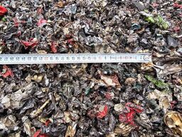 Shredder Schredder Myllyojan Metalli Oy RC-250 RD Zerkleinerer