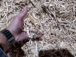 LUMAGO D.S.C. Dutch Shredder Company BV PYTHON-G Nachzerkleinerer