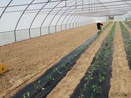 Agroozi Solariu pentru  productie legume
