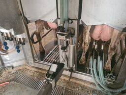 BOU MATIC MR DVOJNI GENOMI UP