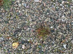  Transportbånd transportbånd