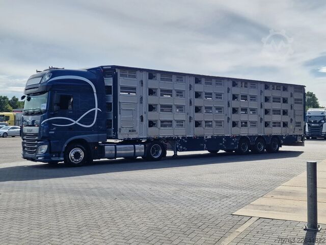 Transporte de ganado Pezzaioli + Daf XF - 3/4 deck livestock - 134.8m2 - Water...