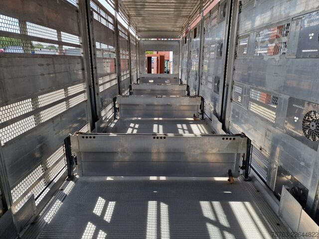 Transporte de ganado Pezzaioli + Daf XF - 3/4 deck livestock - 134.8m2 - Water...
