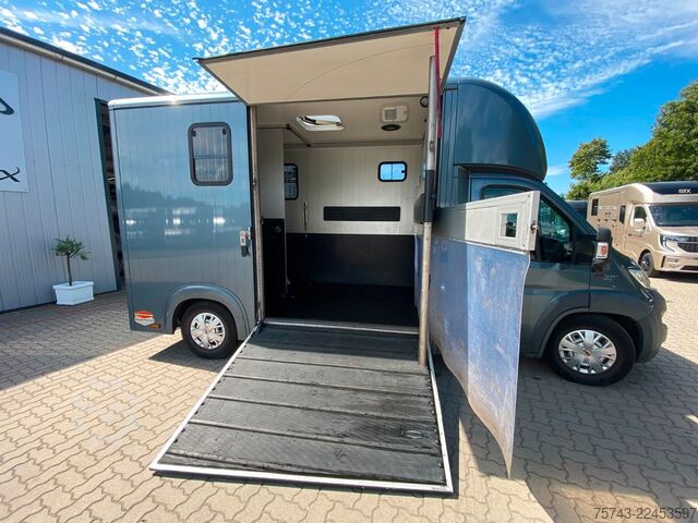 Trasportatore di bestiame FIAT Ducato Böckmann 2 Pferdetransporter