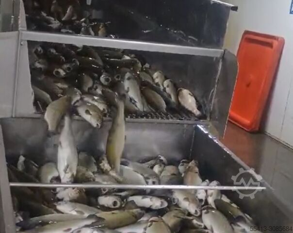 NIEUW - visverwerkingsmachine Boleto Fish Gutting Machine