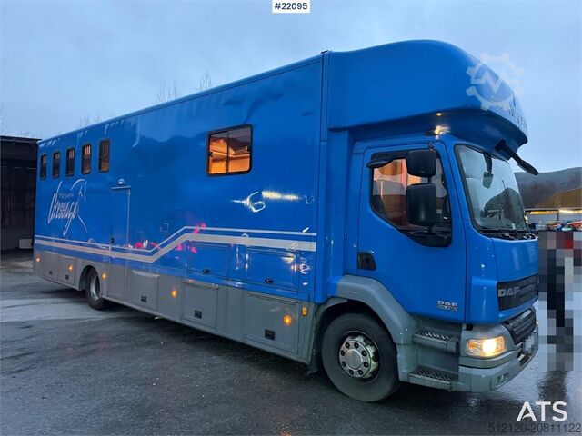 Transport af kvæg DAF Fa 55