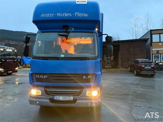 Transport af kvæg DAF Fa 55