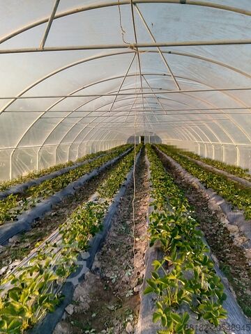 Utilaj agricol solariu Agroozi Solariu pentru  productie legume