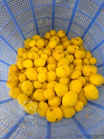 Bıçaklı patates soyma hattı, 500 kg/saat kapasite Kronitek AE-KPM500