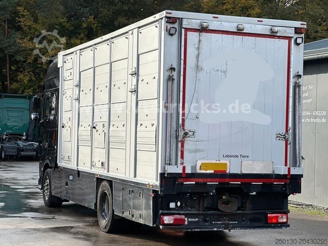 Kreaturvogn DAF XF 530 4x2 Finkl 2.Stock Viehaufbau