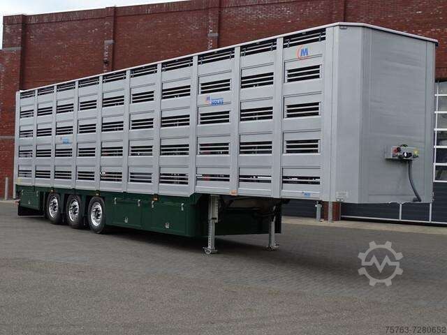  FERRUZ / MOLAS 5 Stock Livestock New Loading