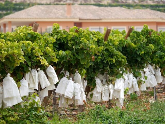 Verpak druivenzakken Econex nr. 3 Econex Bolsas Econex numero 3