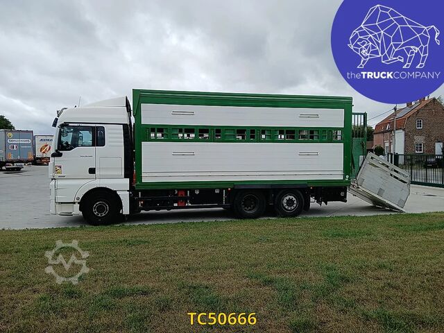 Viehtransport MAN TGX 460