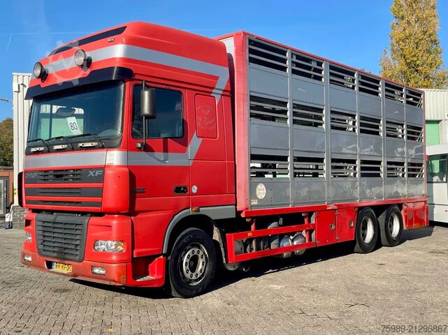 Transport af kvæg DAF XF 95.430 BERDEX  3 decks. Water, fans, Scales!...