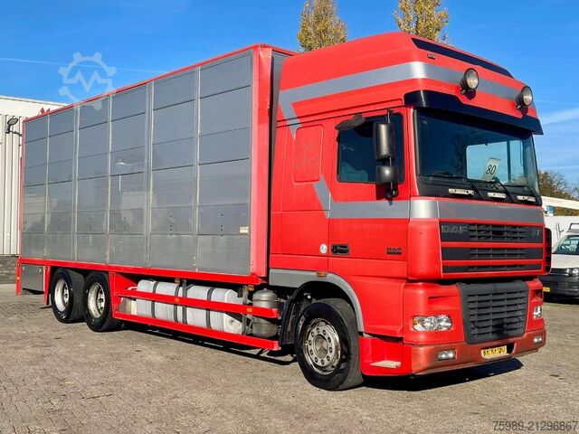 Transport af kvæg DAF XF 95.430 BERDEX  3 decks. Water, fans, Scales!...