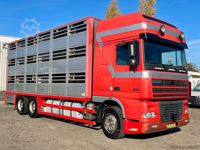 Transport af kvæg DAF XF 95.430 BERDEX  3 decks. Water, fans, Scales!...