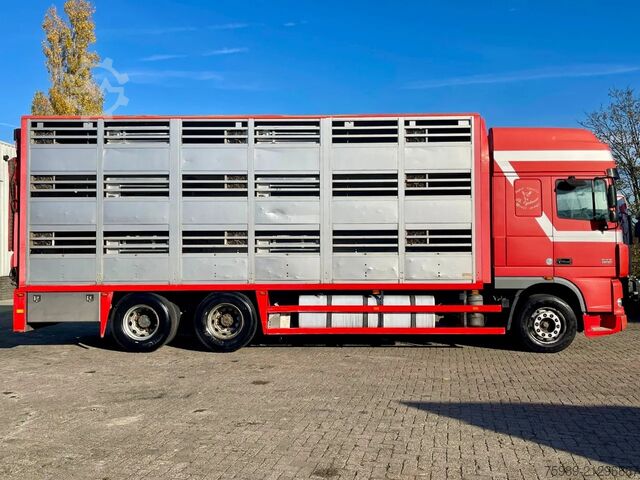 Transport af kvæg DAF XF 95.430 BERDEX  3 decks. Water, fans, Scales!...