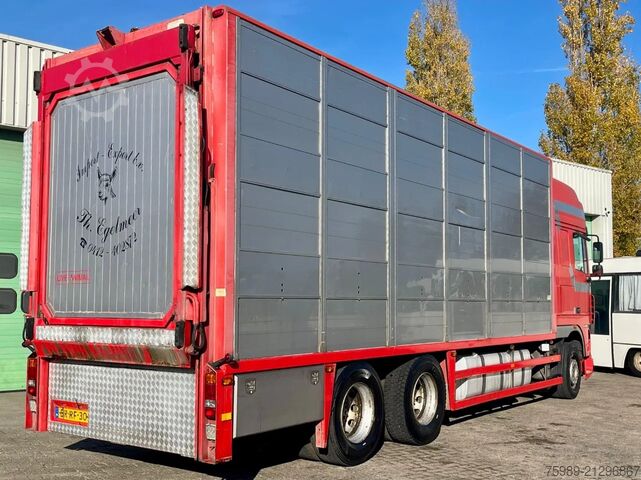 Transport af kvæg DAF XF 95.430 BERDEX  3 decks. Water, fans, Scales!...
