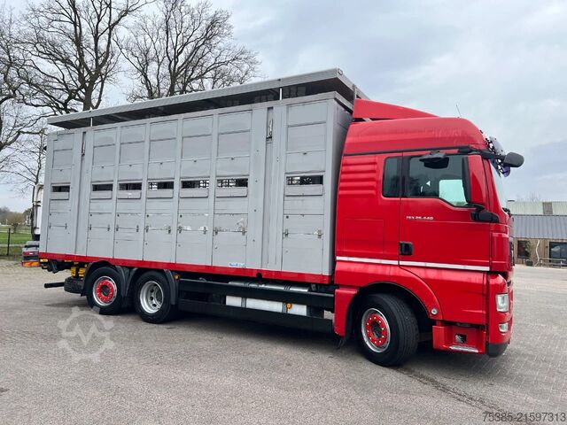 Veetransport MAN TGX 26.440 6x2/4 Menke Livestock Veewagen Gross...