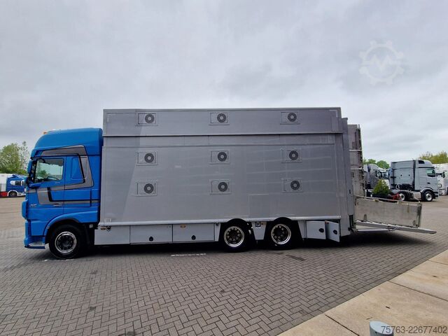 Veetransport DAF XF 510 6x2 SuperSpaceCab - Livestock Cuppers 3 ...
