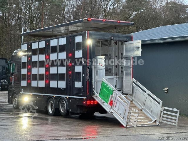 Szarvasmarha-szállító teherautó MAN TGX 26.500 3./4. Stock Menke-Janzen Komplettzug